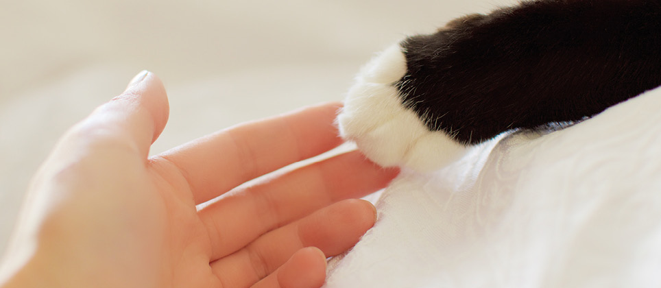 How to approach the issue of declawing cats?